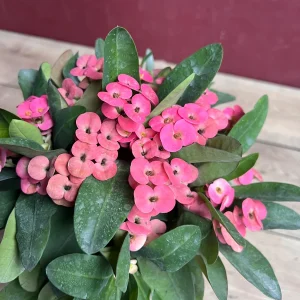 Pink Crown of Thorns Live Plant, Euphorbia milii, 6 inch Pot, Indoor/Outdoor - Image 8