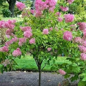 Pink Diamond Hydrangea Bare Root Starter Plant 6-8