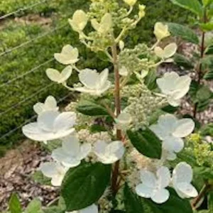 Pink Diamond Hydrangea Bare Root Starter Plant 6-8