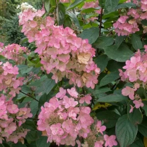 Pink Diamond Hydrangea Bare Root Starter Plant 6-8