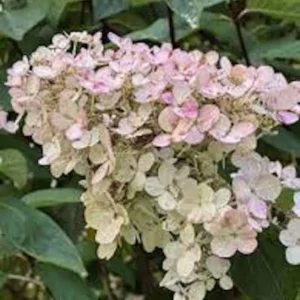 Pink Diamond Hydrangea Bare Root Starter Plant 6-8