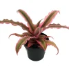 Pink Earth Star Cryptanthus Live Plant – 2.5 inch Pot – Indoor Houseplant - Image 1