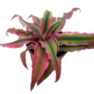 Pink Earth Star Cryptanthus Live Plant – 2.5 inch Pot – Indoor Houseplant - Image 2