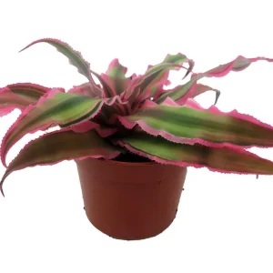 Pink Earth Star Cryptanthus Live Plant – 2.5 inch Pot – Indoor Houseplant - Image 3