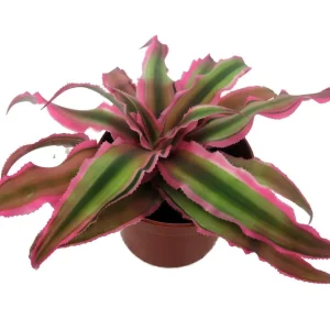 Pink Earth Star Cryptanthus Live Plant – 2.5 inch Pot – Indoor Houseplant - Image 4