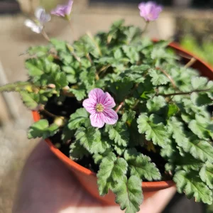 Pink Erodium Flore Pleno Live Plant – Bishop Form Heron's Bill – 4 inch Pot - Image 2