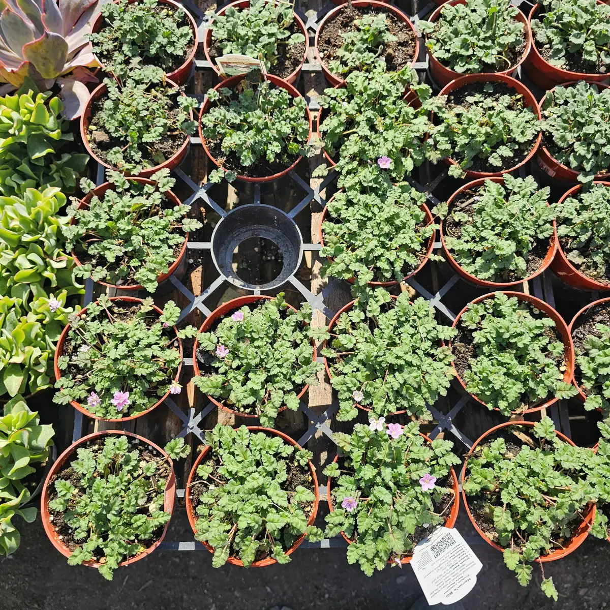 Pink Erodium Flore Pleno Live Plant – Bishop Form Heron's Bill – 4 inch Pot - Image 3