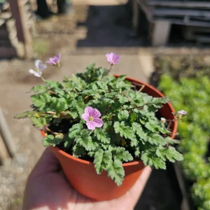 Pink Erodium Flore Pleno Live Plant – Bishop Form Heron's Bill – 4 inch Pot - Image 1