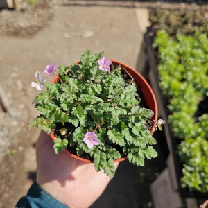 Pink Erodium Flore Pleno Live Plant – Bishop Form Heron's Bill – 4 inch Pot - Image 4