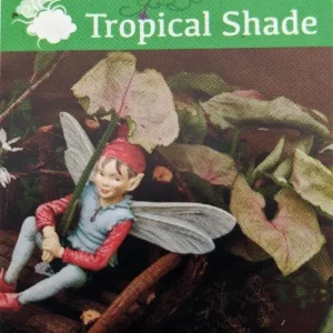 Pink Fairy Arrowhead Plant Live Syngonium Nephthytis 2.5