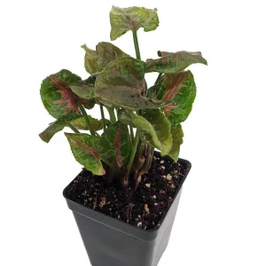 Pink Fairy Arrowhead Plant Live Syngonium Nephthytis 2.5