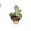 Pink Fittonia Live Plant – 2 inch Pot – Nerve Plant Indoor - Image 1