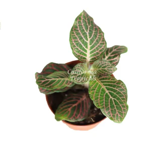 Pink Fittonia Live Plant – 2 inch Pot – Nerve Plant Indoor - Image 2