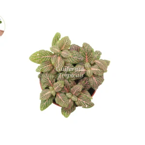 Pink Fittonia Live Plant – 4 inch Pot – Indoor Houseplant - Image 2