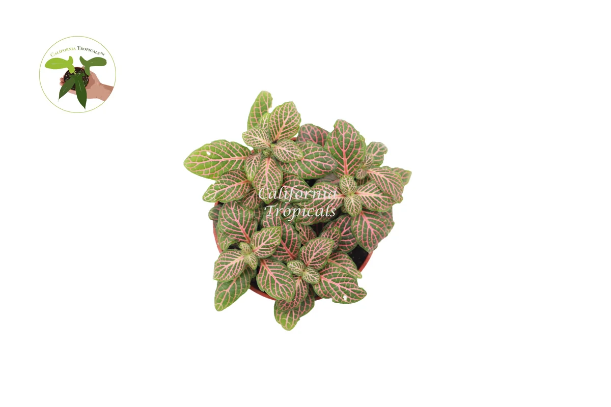 Pink Fittonia Live Plant – 4 inch Pot – Indoor Houseplant - Image 2