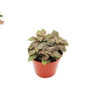 Pink Fittonia Live Plant – 4 inch Pot – Indoor Houseplant - Image 1
