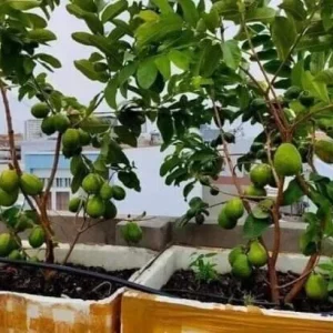 Pink Guava Fruit Tree Live Plant 5-8 inches Tall - Delicious Tropical Fruit - Image 8