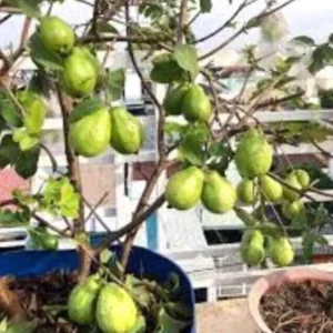 Pink Guava Fruit Tree Live Plant 5-8 inches Tall - Delicious Tropical Fruit - Image 9