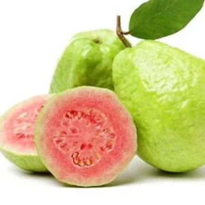 Pink Guava Fruit Tree Live Plant 5-8 inches - Tropical Edible Fruit - Image 1