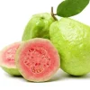 Pink Guava Fruit Tree Live Plant, 5-8 inches, Tropical & Delicious - Image 1