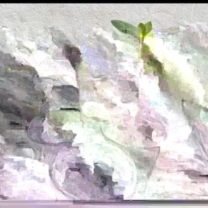 Pink Guava Fruit Tree Live Plant, 5-8 inches, Tropical & Delicious - Image 4