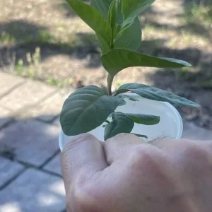 Pink Guava Fruit Tree Live Plant, 5-8 inches, Tropical & Delicious - Image 5