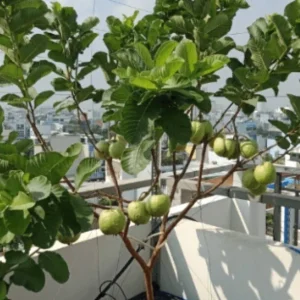 Pink Guava Fruit Tree Live Plant, 5-8 inches, Tropical & Delicious - Image 6