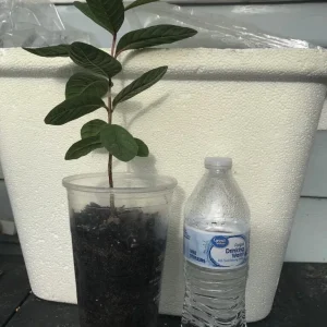 Pink Guava Fruit Tree Plant – Live Tropical Fruit Plant, 9-12 Inches Tall - Image 3