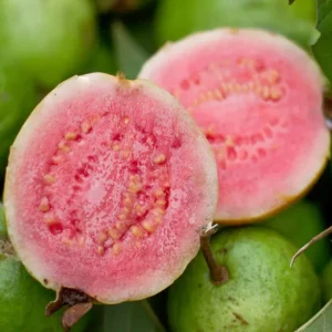 Pink Guava Live Plant – 10-14 inches Tall – Half Gallon Pot - Image 2