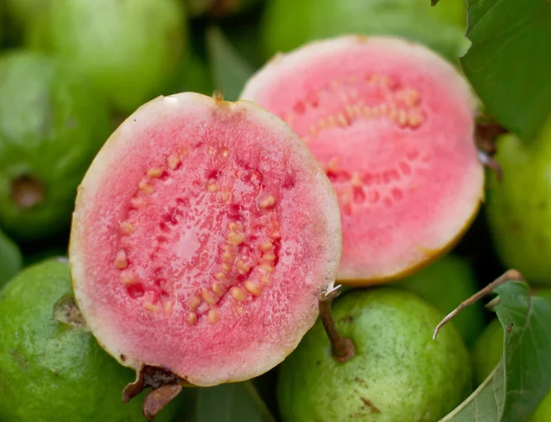 Pink Guava Live Plant – 10-14 inches Tall – Half Gallon Pot - Image 2