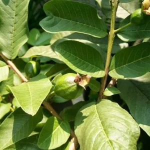 Pink Guava Live Plant – 10-14 inches Tall – Half Gallon Pot - Image 3