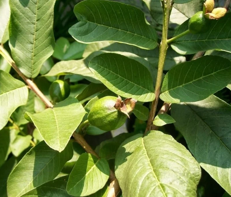 Pink Guava Live Plant – 10-14 inches Tall – Half Gallon Pot - Image 3