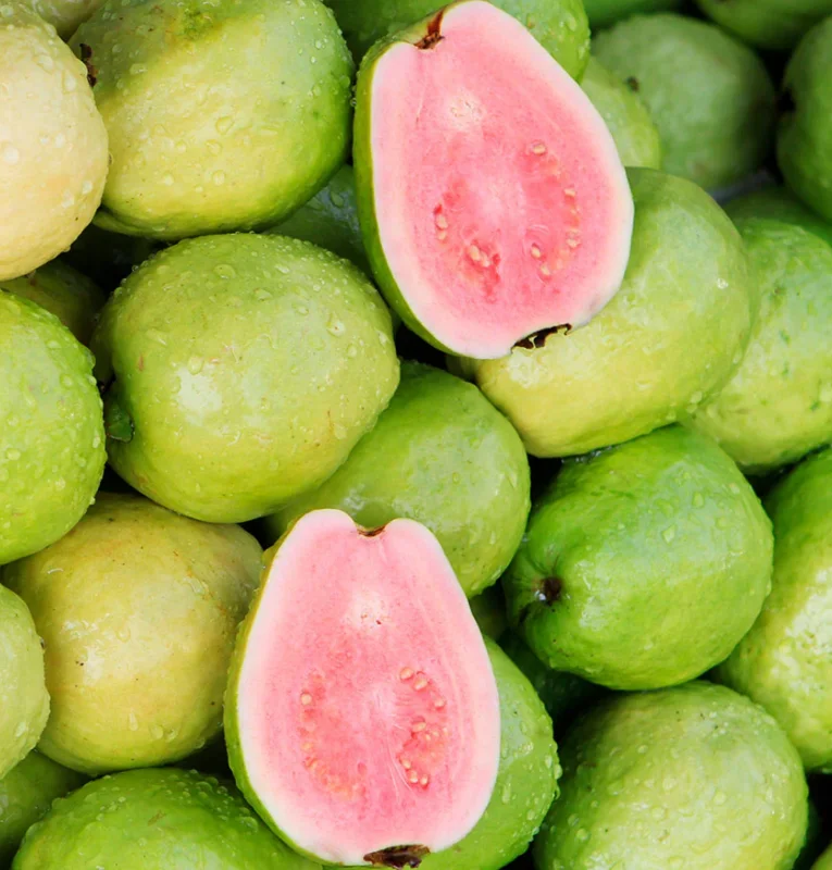 Pink Guava Live Plant – 10-14 inches Tall – Half Gallon Pot - Image 1