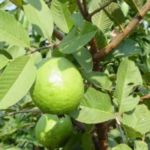 Pink Guava Live Plant – 10-14 inches Tall – Half Gallon Pot - Image 4