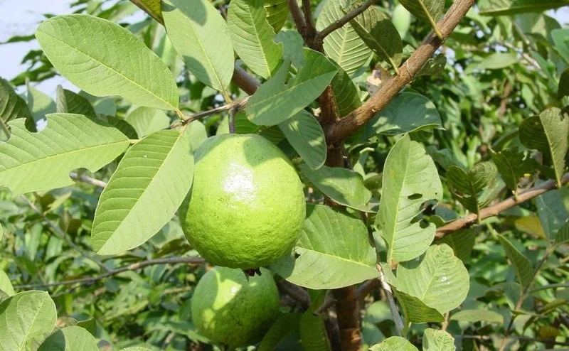 Pink Guava Live Plant – 10-14 inches Tall – Half Gallon Pot - Image 4