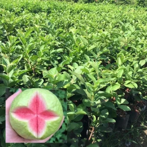 Pink Guava Live Plant – 6-8 inch Tall – 4 inch Pot – Indoor/Outdoor Fruit Tree - Image 3