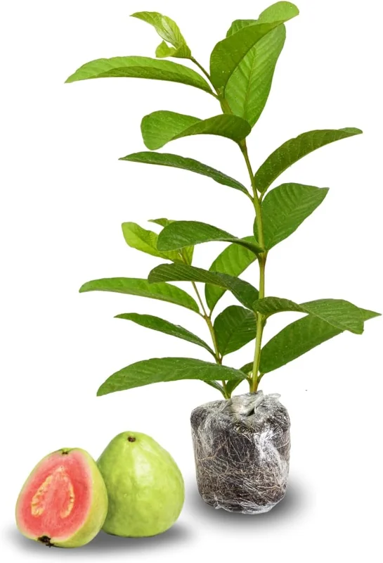 Pink Guava Live Plant – 6-8 inch Tall – 4 inch Pot – Indoor/Outdoor Fruit Tree - Image 4