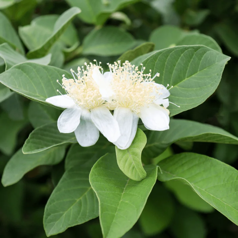 Pink Guava Live Plant – 6-8 inch Tall – 4 inch Pot – Indoor/Outdoor Fruit Tree - Image 6