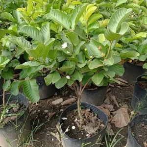 Pink Guava Live Plant – 6-8 inch Tall – 4 inch Pot – Indoor/Outdoor Fruit Tree - Image 7