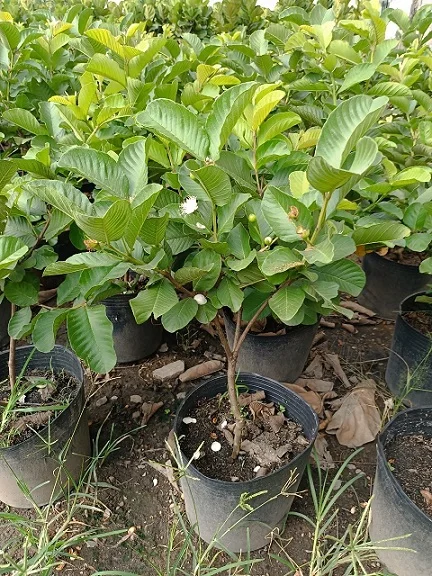 Pink Guava Live Plant – 6-8 inch Tall – 4 inch Pot – Indoor/Outdoor Fruit Tree - Image 7