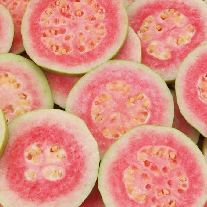 Pink Guava Live Plant – 6-8 inch Tall – 4 inch Pot – Indoor/Outdoor Fruit Tree - Image 1