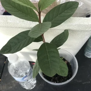 Pink Guava Live Plant 9-12 inch - Exotic Tropical Fruit Tree - Image 2