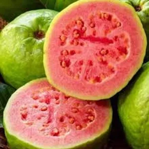 Pink Guava Live Plant – Large Tropical Fruit Tree – 1 Gallon Pot - Image 2