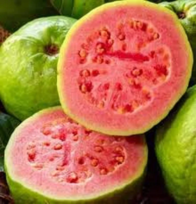 Pink Guava Live Plant – Large Tropical Fruit Tree – 1 Gallon Pot - Image 2