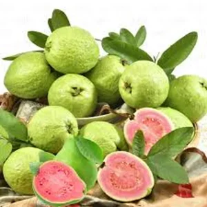 Pink Guava Live Plant – Large Tropical Fruit Tree – 1 Gallon Pot - Image 3