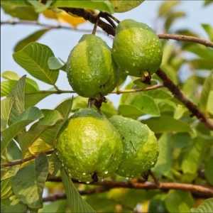Pink Guava Live Plant – Large Tropical Fruit Tree – 1 Gallon Pot - Image 4