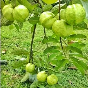 Pink Guava Live Plant – Large Tropical Fruit Tree – 1 Gallon Pot - Image 5