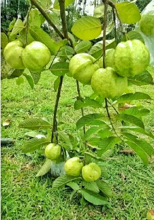 Pink Guava Live Plant – Large Tropical Fruit Tree – 1 Gallon Pot - Image 5