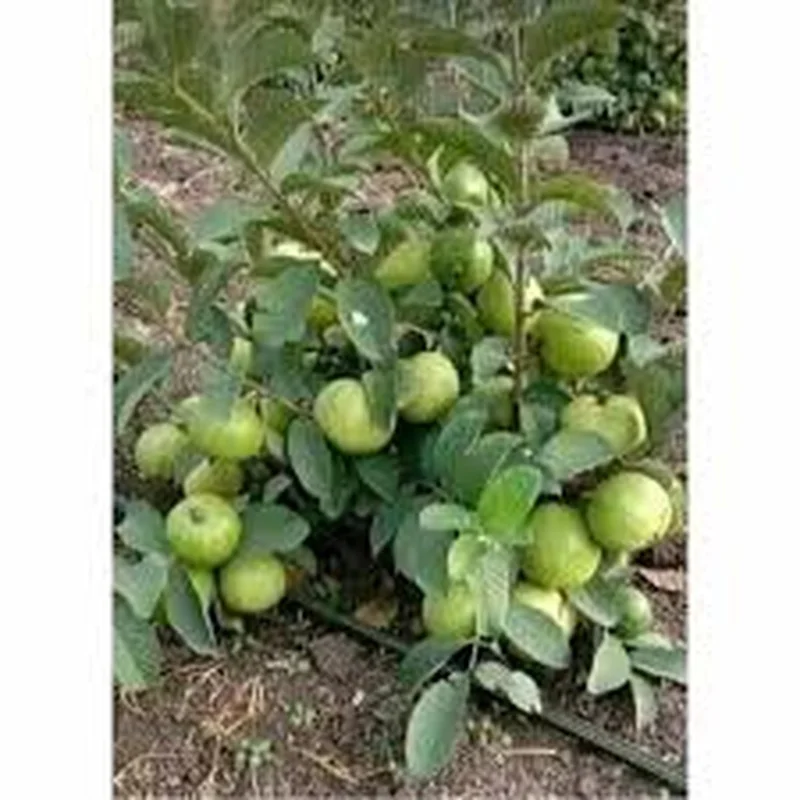 Pink Guava Live Plant – Large Tropical Fruit Tree – 1 Gallon Pot - Image 6