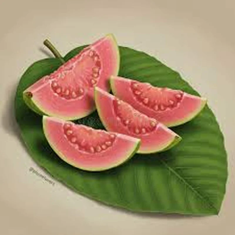 Pink Guava Live Plant – Large Tropical Fruit Tree – 1 Gallon Pot - Image 1